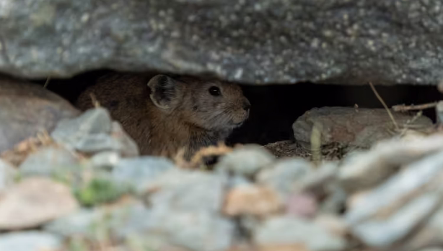 rat in the pipe